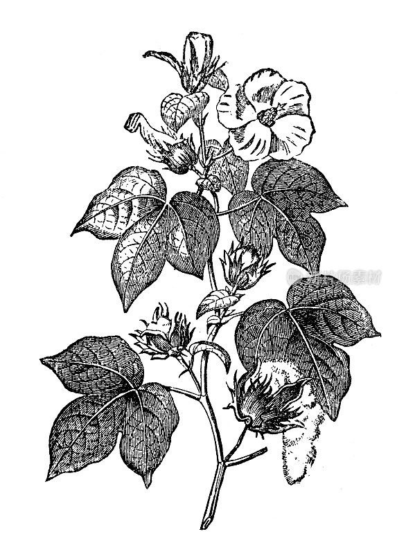 古代植物学插图:Gossypium herbaceum，黎凡特棉